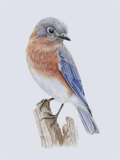 Bluebird drawing Drawing by Anneli Johansson