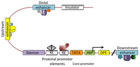 Transcriptional Regulation Of Gene Expression In C Elegans Wormbook