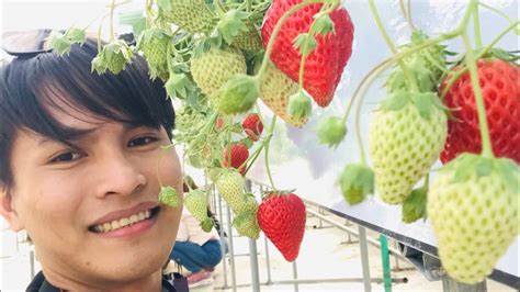 Strawberry Picking In Japan Youtube