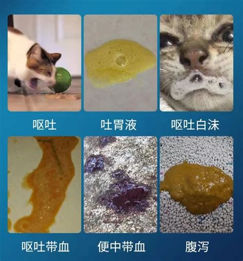 猫密肠胃健康指南：带你了解猫胃炎、胃溃疡 哔哩哔哩