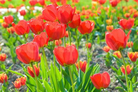 Frühling Schöne Rote Tulpe Blumen Natur Hintergrund Stockfoto Colourbox