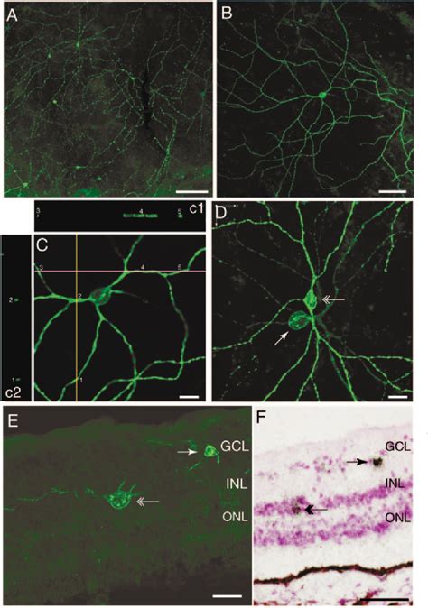 Figure From Melanopsin Is Expressed In Pacap Containing Retinal