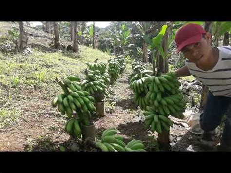 Bunches Of Banana Lakatan Harvest Farmtusina Youtube