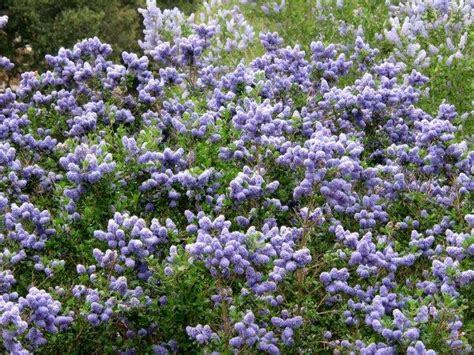 Here Are Some Of The Native Plants We Ve Introduced Over The Past Decades