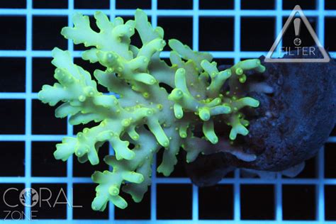 Acropora Caroliniana Coral Zone