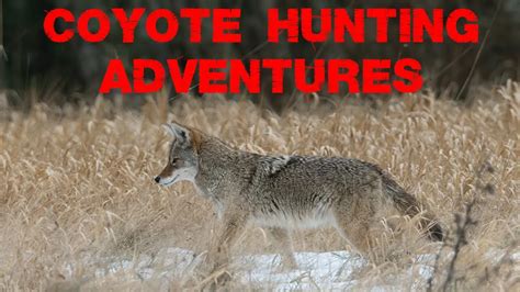 HOGGER BOYS - MAC & PROWLERS COYOTE ADVENTURES & ZEB'S FIRST COYOTE - GEN7 Outdoors TV