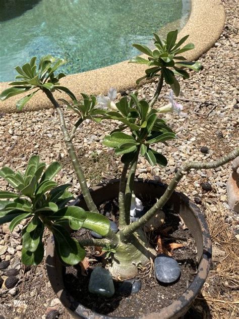 A Small Potted Plant Sitting In Front Of A Pool With Rocks And Stones