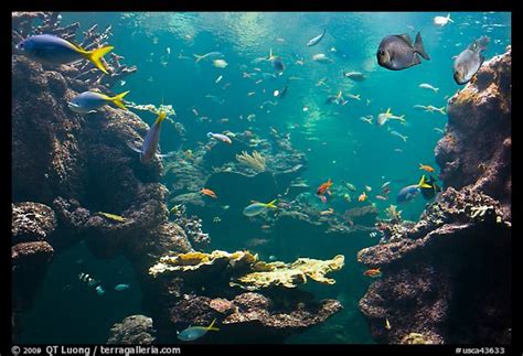 Picturephoto Tropical Fish Philippine Coral Reef Exhibit Steinhart