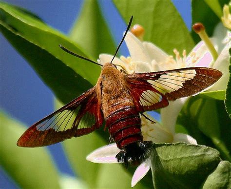 Hummingbird Clearwing Caterpillar