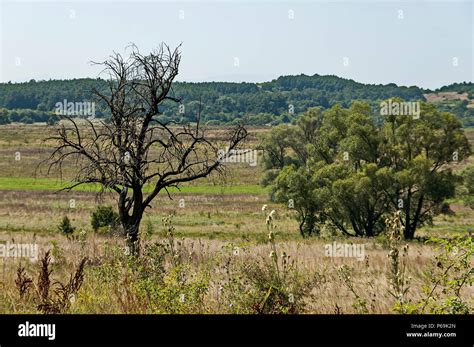 Landscape Of Summer Nature With Green Glade Flower Forest And Big