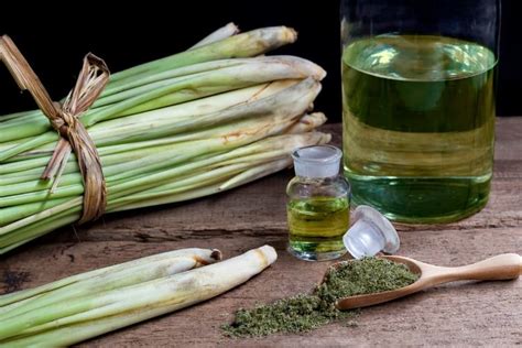 Descubre El Lemongrass Sus Beneficios Y Usos Aromas De T Blog