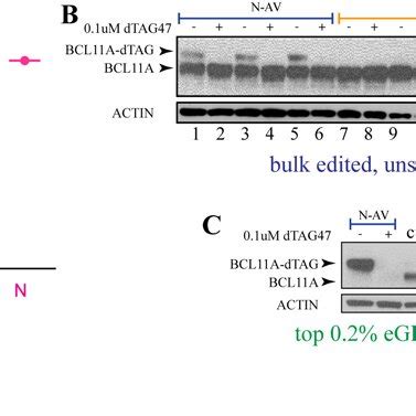 Knock In Of 1 2 Kb DNA Containing The FKBP12 F36V Degron At BCL11A In