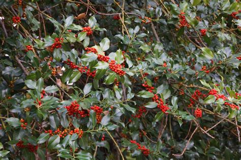 English Holly Ilex Aquifolium Care And Growing Guide