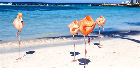 10 Tips for an Epic Day at Flamingo Beach Aruba - Rock a Little Travel