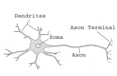 1: The main structur of a neuron consists of soma, dendrites and axon ...