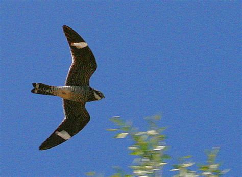 Nighthawk In Flight Much Better Looking From The Bottom S Flickr