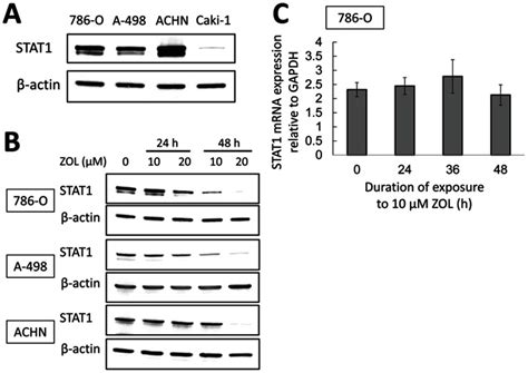 Human Rcc Cell Lines 786 O Atcc Bioz