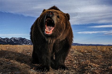 Man Kills Kodiak Bear Inside Neighbors House With A 12 Gauge