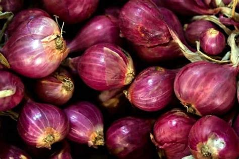 Govt Buys Tons Of Onion For Buffer Stock Expects Retail Prices