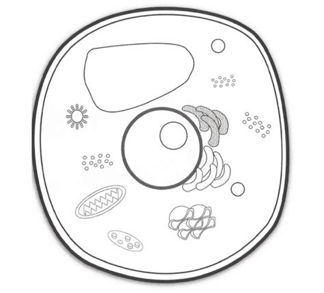 Blank Simple Plant Cell Diagram