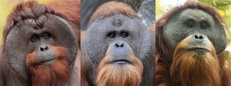 What Does It Take To Discover A New Great Ape Species