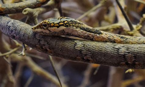 Vine Snake A Z Animals