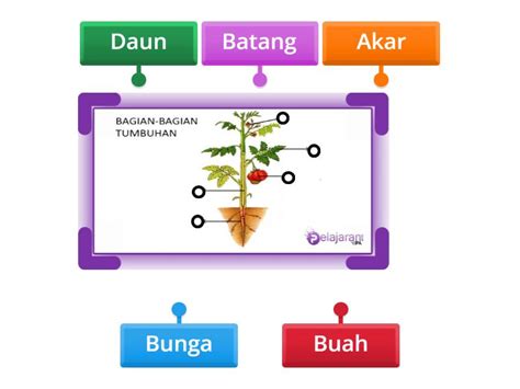 Bagian Bagian Tubuh Tumbuhan Diagrama Con Etiquetas