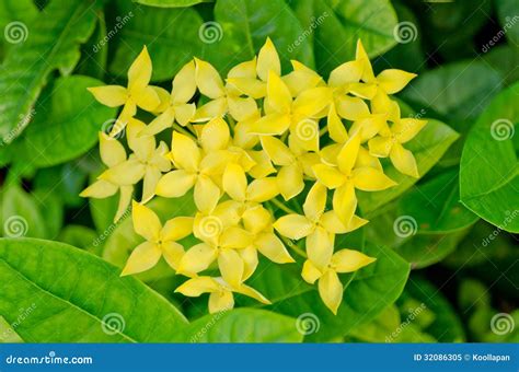 Yellow Ixora Flower Stock Image Image Of Bush Asian 32086305