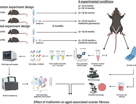 Metformin Prevents Age Associated Ovarian Fibrosis By Modulating The