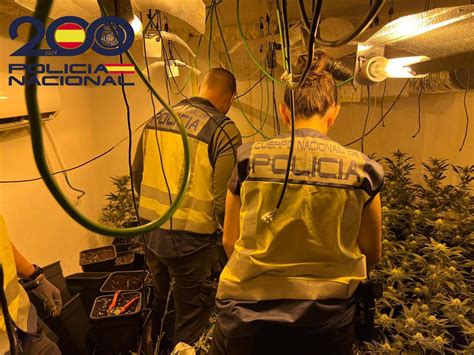 Detingut Per Tenir Dues Plantacions De Marihuana I Diverses Armes A