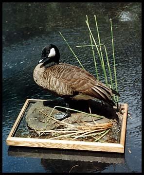 Gallery of Wildlife Art: Frank Newmyer's Dusky Canada Goose