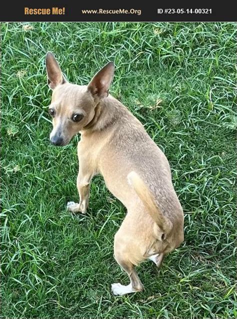 Adopt Chihuahua Rescue Lorena Tx