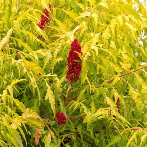 Rhus Typhina Tiger Eyes® Vente Sumac Bailtiger Doré Compact