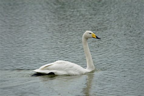 adw cygnus cygnus pictures