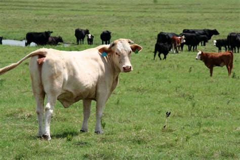 Cows In Field Free Photo Download Freeimages