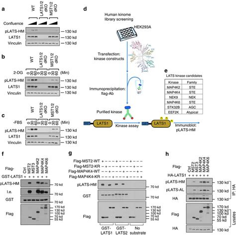 In Vitro Screen Identified Map4ks As Candidate Kinases For Lats12 A