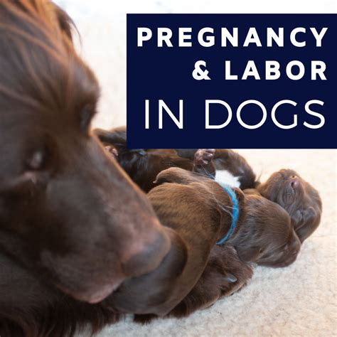 Pregnancy And Labor In Dogs Pethelpful