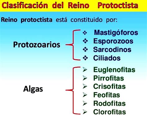 Clasificación de los organismos del reino protista Reino protista