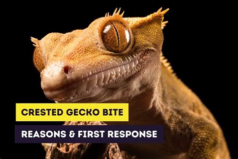 Crested Gecko Bites: Reasons and Responding to a Bite