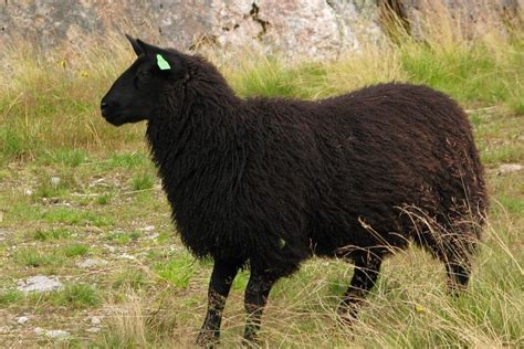 Black Sheep Spiritual Meaning and Symbolism (11 Omens)