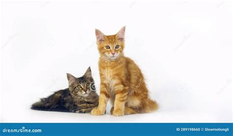 Brown Tortie Blotched Tabby And Cream Blotched Tabby Maine Coon Domestic Cat Kittens Against