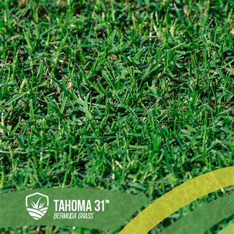 Tahoma 31 Bermudagrass Supply Installation And Projects The Great Lawn Co