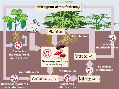 Ciclo Del Nitr Geno