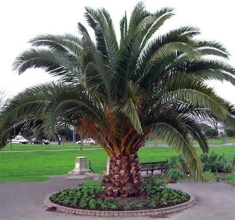 10 Graines Phoenix Canariensis Canarien Palmier Dattier Amazonfr Jardin