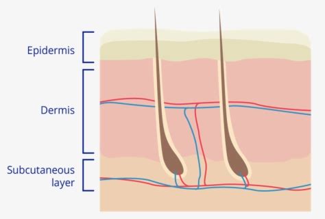 Skin Clipart Skin Diagram - Labeled Dermis Layer Of Skin , Free Transparent Clipart - ClipartKey