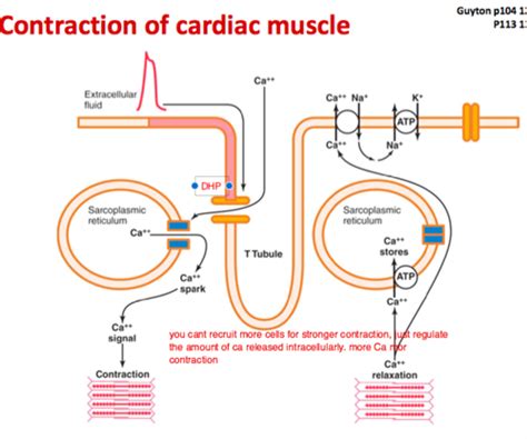 Cardiac Contractility And The Events Of The Cardiac Cycle Flashcards