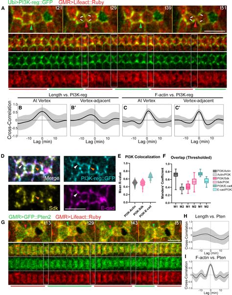 Pten Pi K And Ptdins P Dynamics Control Pulsatile Actin