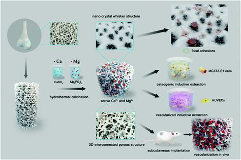 Biodegradable Macroporous Scaffold With Nano Crystal Surface Microstructure For Highly Effective