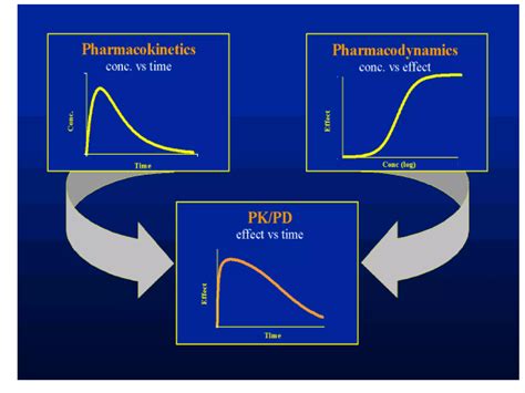 Pharmacokinetics and Pharmacodynamics | PPT