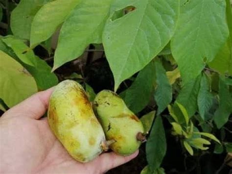 Buy North America Paw Paw Fruit Trees Asimina Triloba